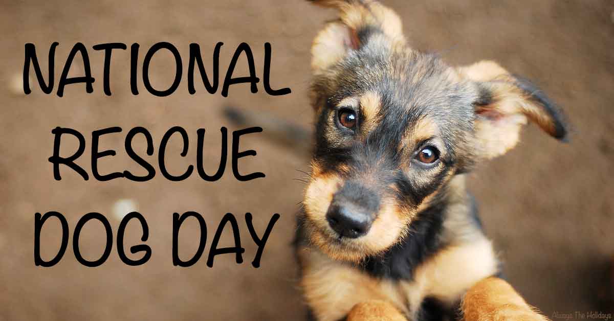 A mixed breed puppy on a brown background with a text overlay for National Rescue Dog Day.