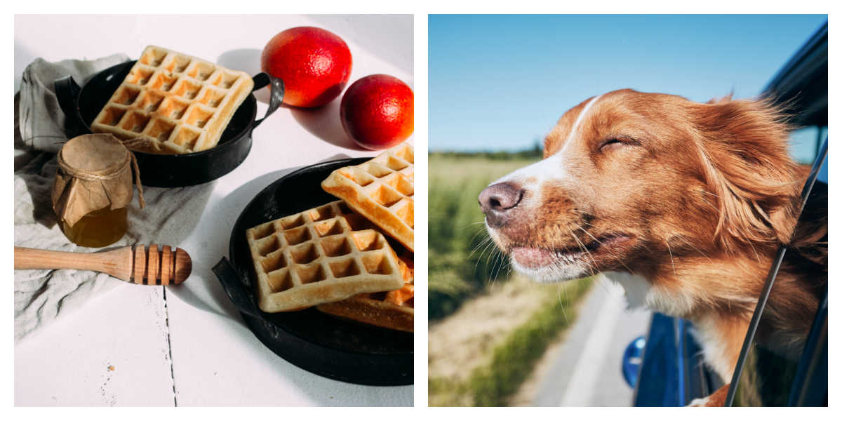 Two images to represent two different national days of August, withteh left image being black plate filled with waffles for National Waffle Day and a dog with his head out the car window for National Dog Day.