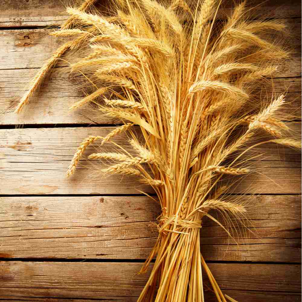 A sheaf of what to celebrate All Saints' Day on a wooden background.