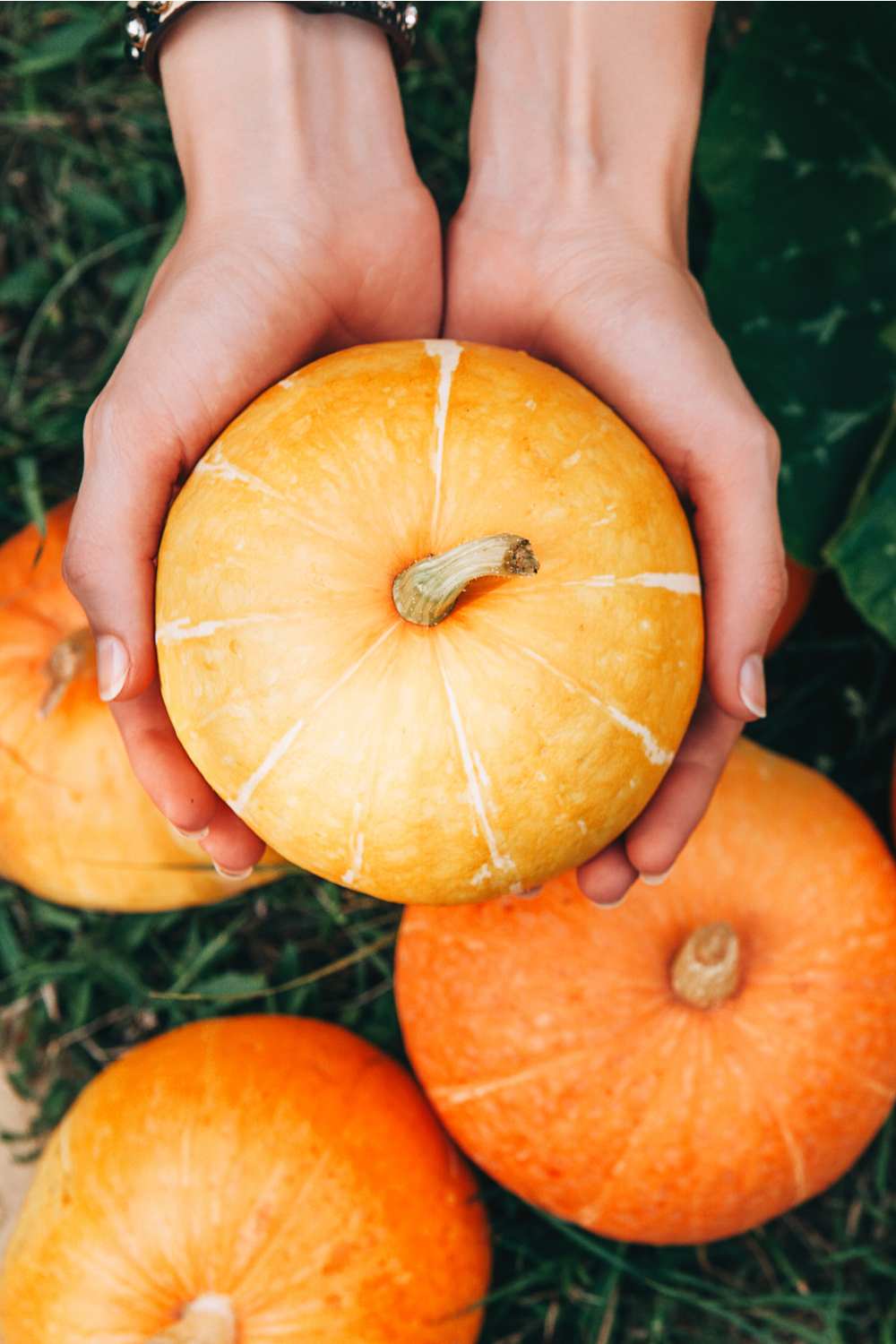 Hands holding a pumpkin. A woman's hands holding a small pumpkin above three other pumpkins surrounded by greenery.