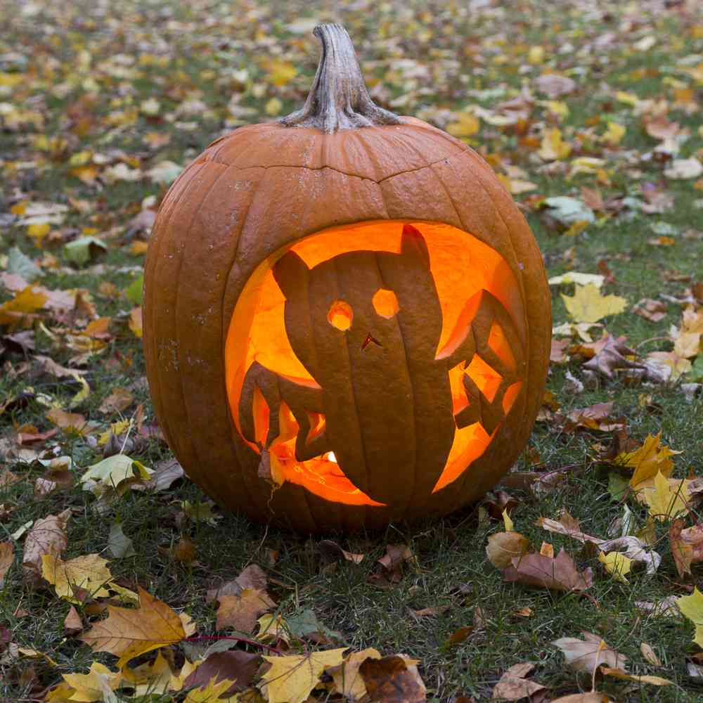 Bat pumpkin. Bat carvings pumpkins lit up on a grassy lawn with fall leaves around it.