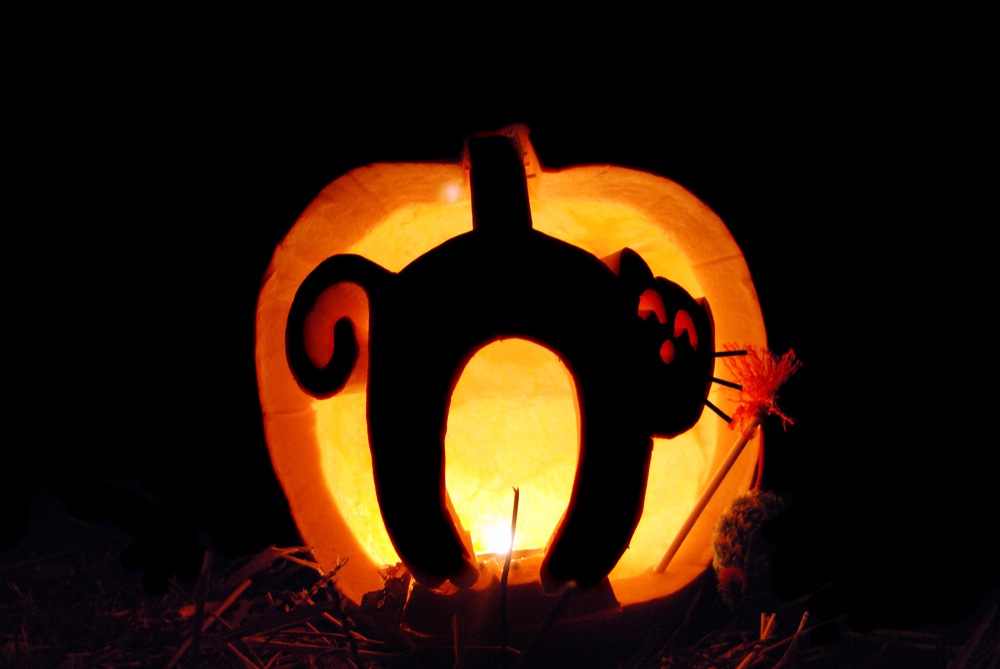An example of cat carvings on pumpkins - this pumpkin has a cat with an arched back and a curly tail carved into a pumpkin which is lit up.
