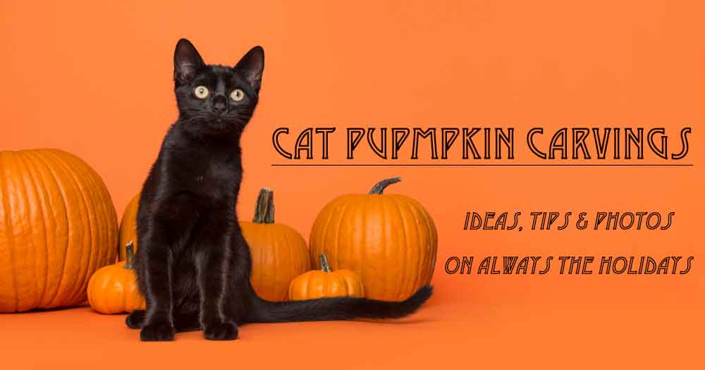 A black cat sitting up surrounded by five pumpkins with a text overlay beside it reading "cat pumpkin carvings, ideas, tips and photos on Always the Holidays".