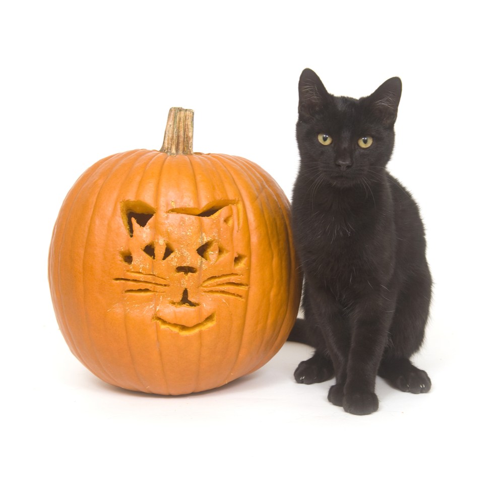 A cat pumpkin design carved onto a pumpkin to replicate the black cat that is sitting next to it.