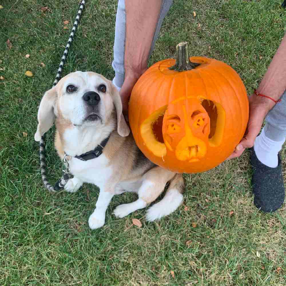Dog pumpkin carving. A dog pumpkin carving of a beagle next to a real life beagle on a grassy lawn.