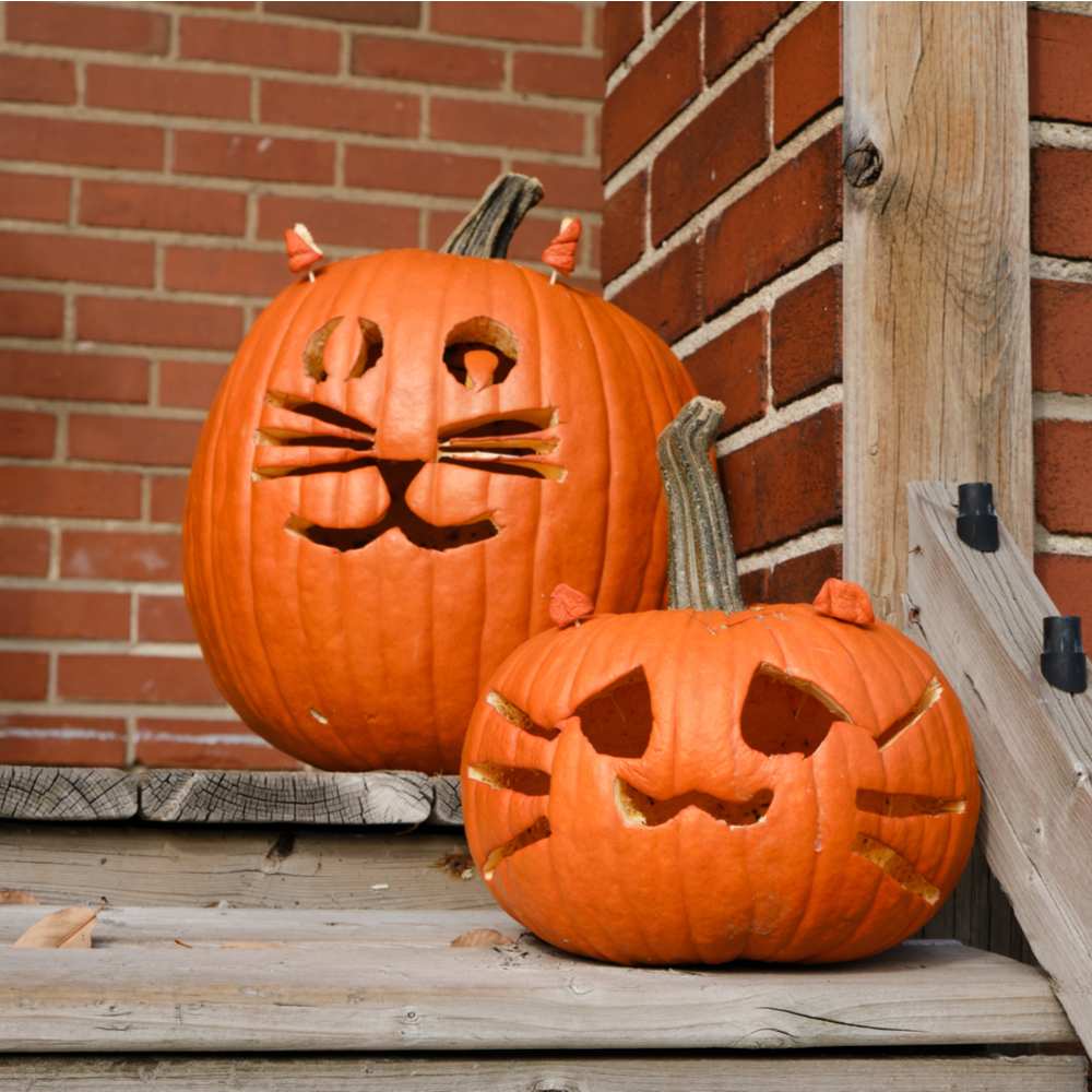 Two kitty pumpkin carvings, of cat jack o lanterns with slightly different faces.