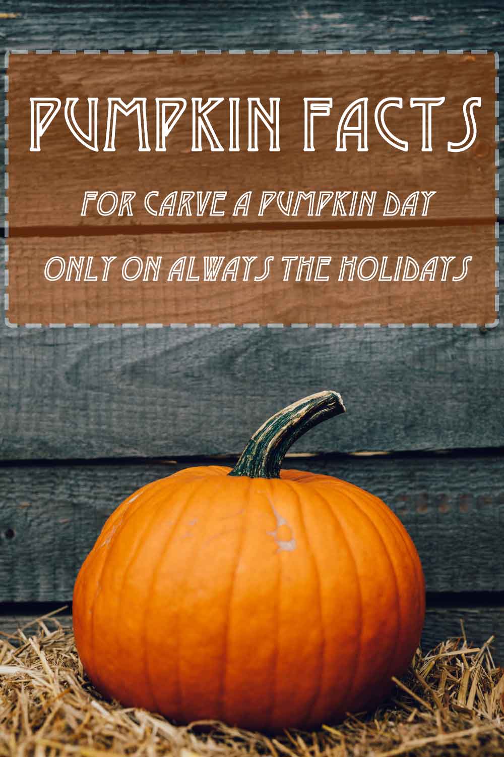 It's officially pumpkin season! Find out 15+ interesting facts about pumpkins and ways to celebrate Carve A Pumpkin Day! A large round pumpkin on hay against a grey wooden wall with a text overlay that reads "pumpkin facts for carve a pumpkin day only on Always the Holidays".