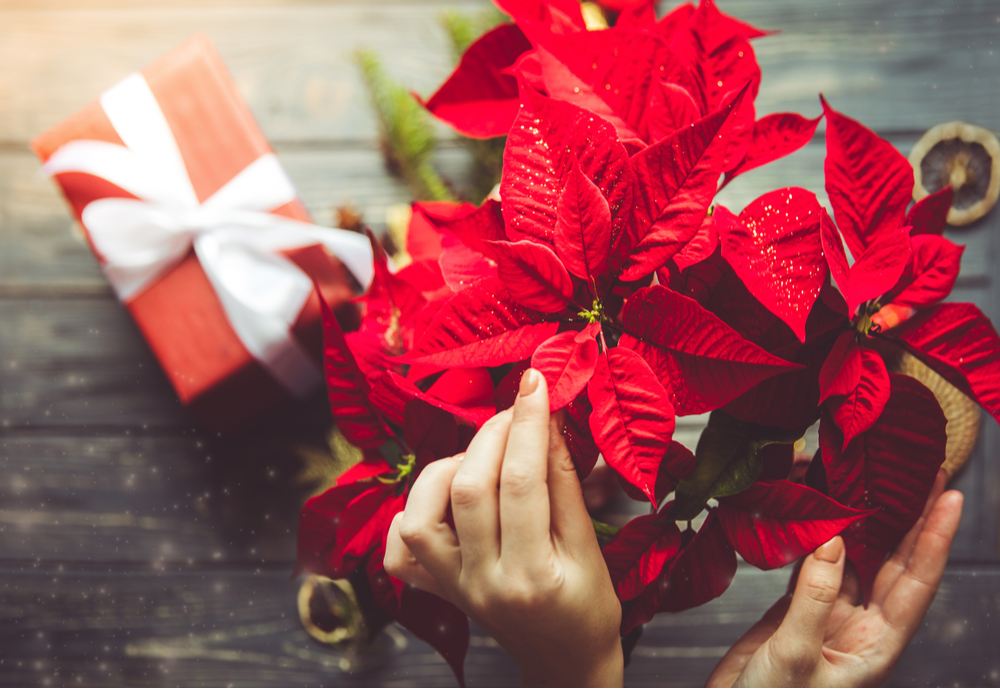 A woman's hands touching the leaves of a poinsettia plant.