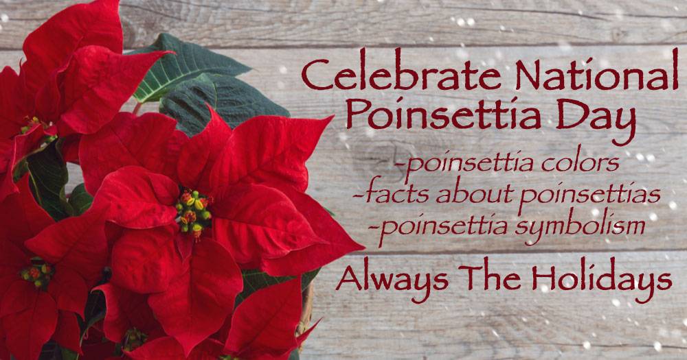 A red poinsettia plant against a grey wooden background with a text overlay that reads "celebrate National Poinsettia Day with poinsettia colors, facts about poinsettias, and poinsettia symbolism".
