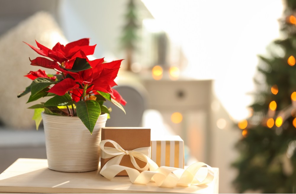 A potted poinsettia plant next to two presents wrapped in brown paper and tied with a white ribbon next to a Christmas tree to show poinsettia symbolism of Christmas.