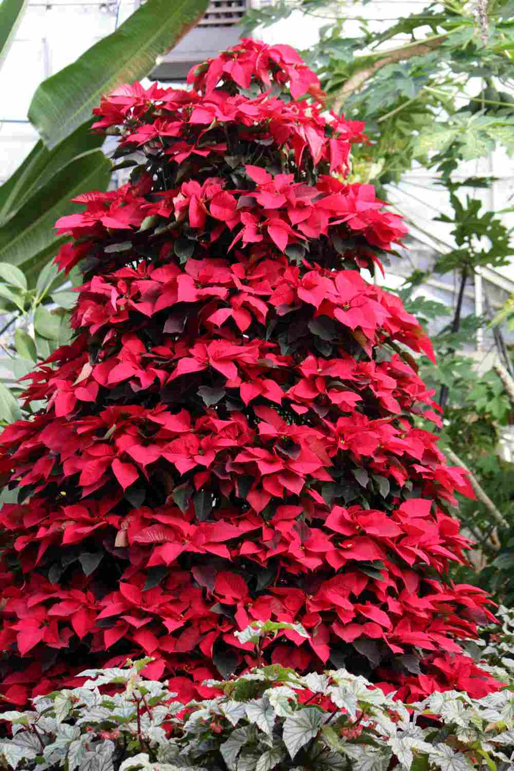 Christmas tree made of poinsettias. A Christmas tree made of poinsettias surrounded by white poinsettias at the bottom to symbolize the poinsettia story.