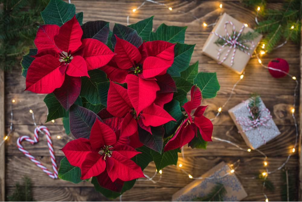 A Christmas poinsettia plant on a table next to string lights, candy canes and wrapped presents, showing poinsettia symbolism for Christmas.
