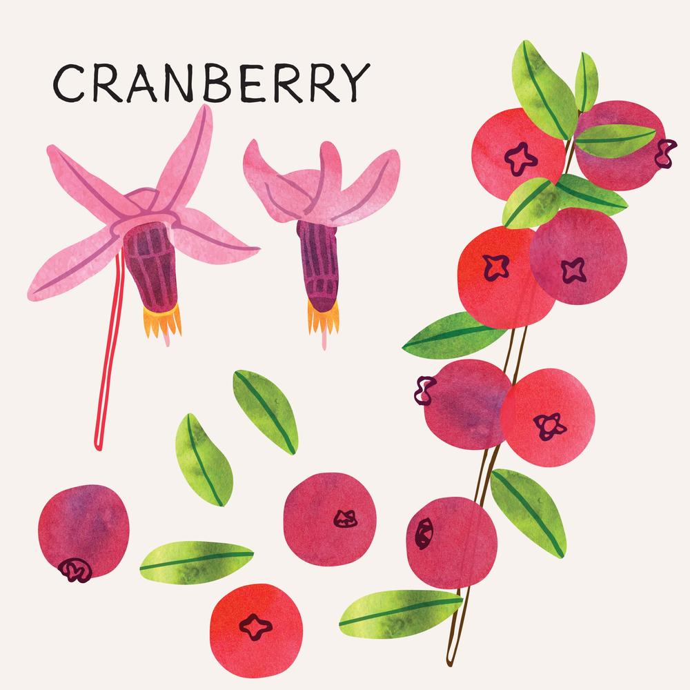 A drawing of cranberries and cranberry flowers with text. An illustration of cranberries, cranberry flowers, and the word cranberry.
