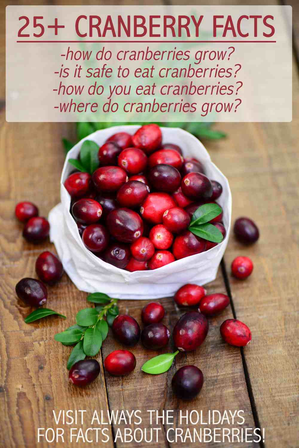 Getting in the holiday spirit? Check out our list of 25+ interesting cranberry facts to celebrate Thanksgiving and Christmas this year! A bag of cranberries on a wooden table with a text overlay that reads "25+ cranberry facts - how do cranberries grow, where do cranberries grow, can you eat raw cranberries?".