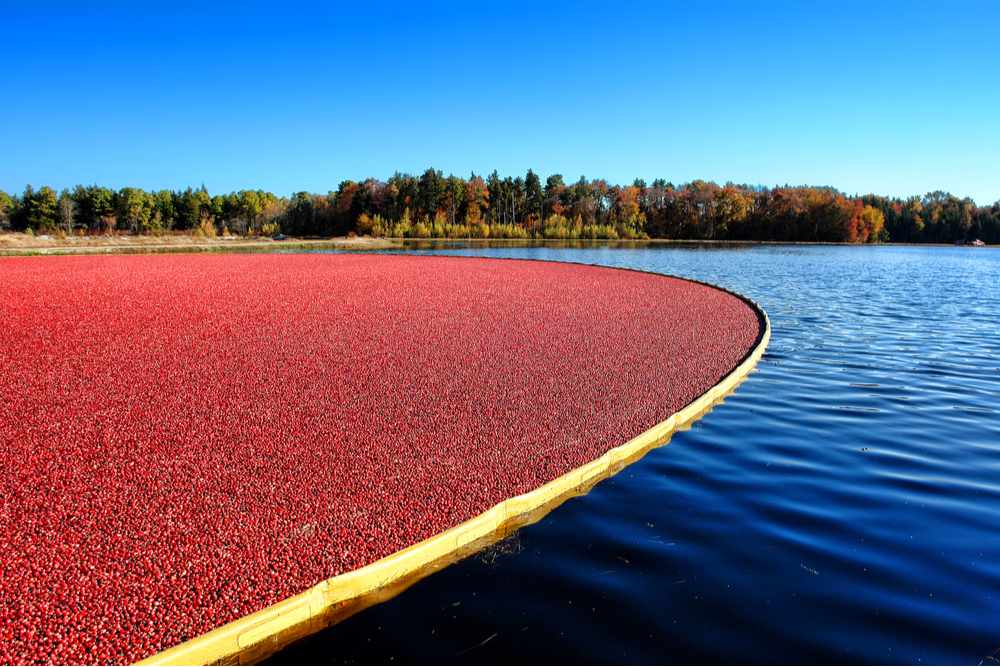 Cranberry bog during a wet harvest. A photo of cranberries during a wet harvest in a cranberry bog, begging the question - do cranberries grow in water?