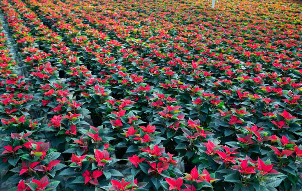 Greenhouse filled with poinsettias. An overhead shot of a poinsettia farm in Encinitas, California, called Ecke Ranch.