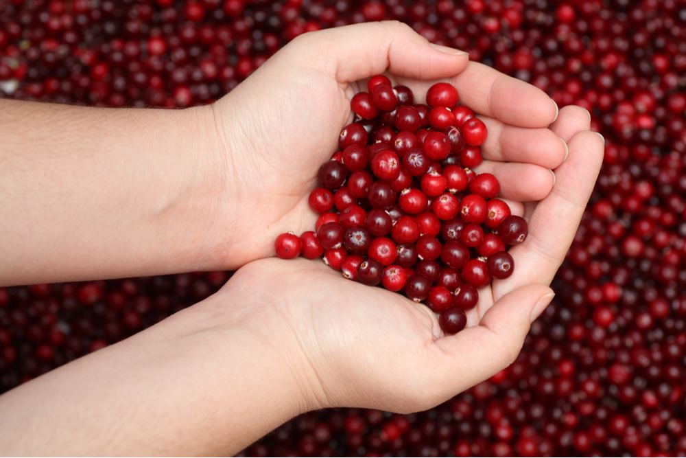 Hands holding cranberries. Two hands holding a large scoop of cranberries above a huge pile of cranberries.