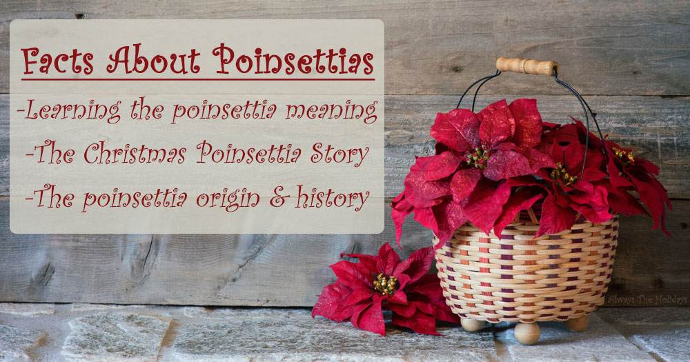 Poinsettia basket and text overlay. A woven basket of poinsettias against a grey slate background with a text overlay that says "facts about poinsettias learn the poinsettia meaning, Christmas poinsettia story, and poinsettia origin".