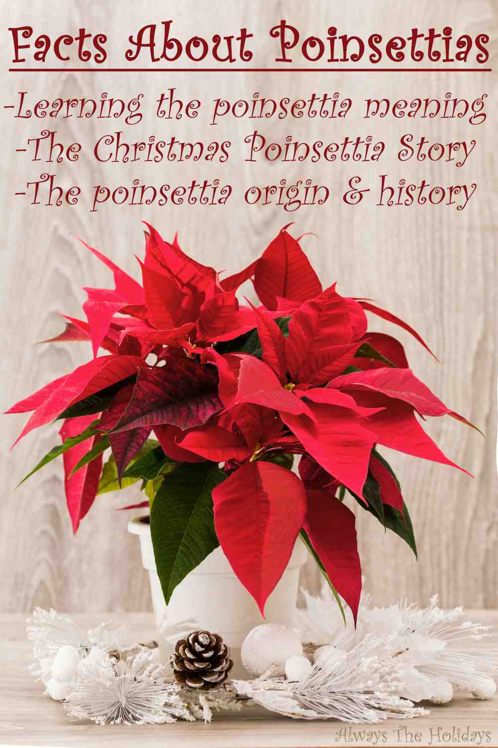 Learn Some Fun Facts About Poinsettias A potted poinsettia plant against a light wooden backdrop inside of a white wreath with a pinecone with a text overlay that says "facts about poinsettias learning the poinsettia meaning, the Christmas poinsettia story and the poinsettia meaning".