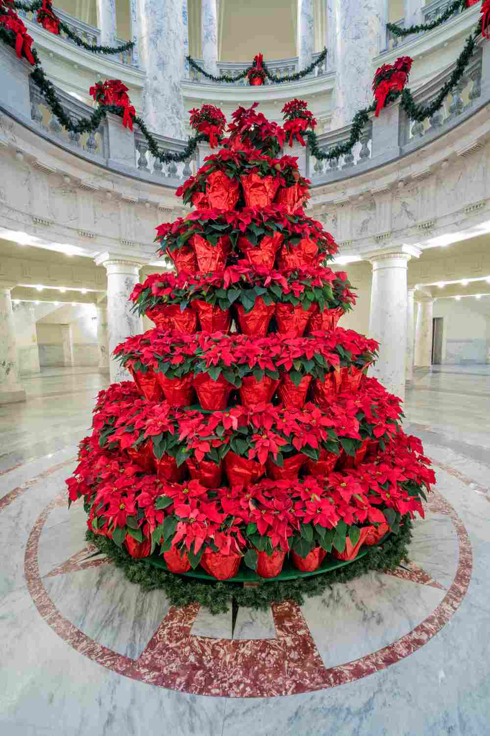 Christmas tree made of poinsettias. A Christmas tree in the middle of a marble entryway made up of poinsettia plants, also known as the flower of the holy night or la flor de la noche buena.