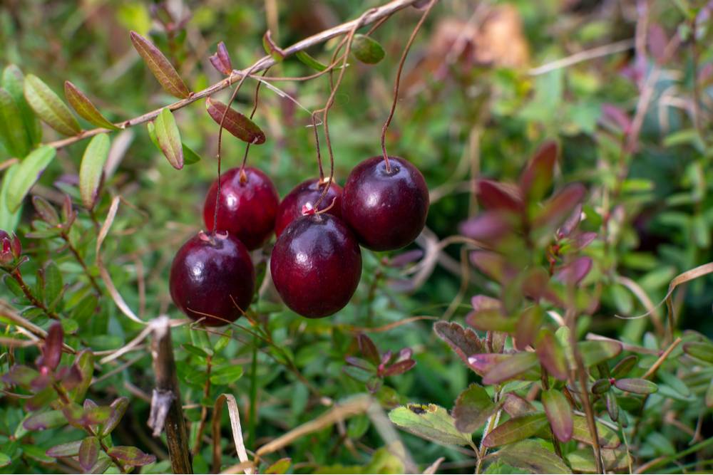 Cranberries growing on a vine. Five cranberries on a vine showing how do cranberries grow.