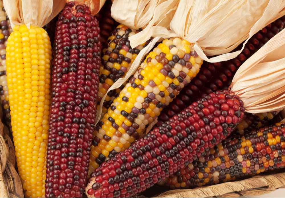 Dried corn for Thanksgiving. Ears of red, yellow, and multi colored dried corn for Thanksgiving.