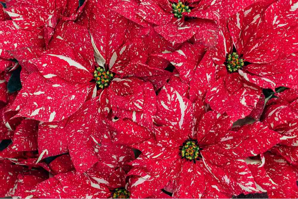 Speckled poinsettia closeup. A close up shot of a bouquet of speckled poinsettia showing multiple poinsettia colors (red and white).