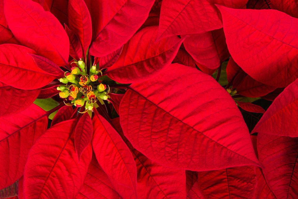 A red poinsettia closeup. An overhead closeup shot of a red poinsettia to advertise poinsettia facts.
