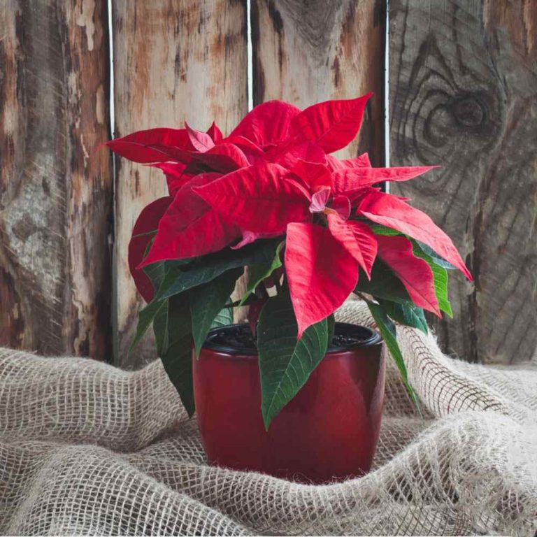 A piece of tan fabric around a poinsettia plant against a wooden wall at Christmas, to highlight the poinsettia meaning rooted in the Christmas holiday.