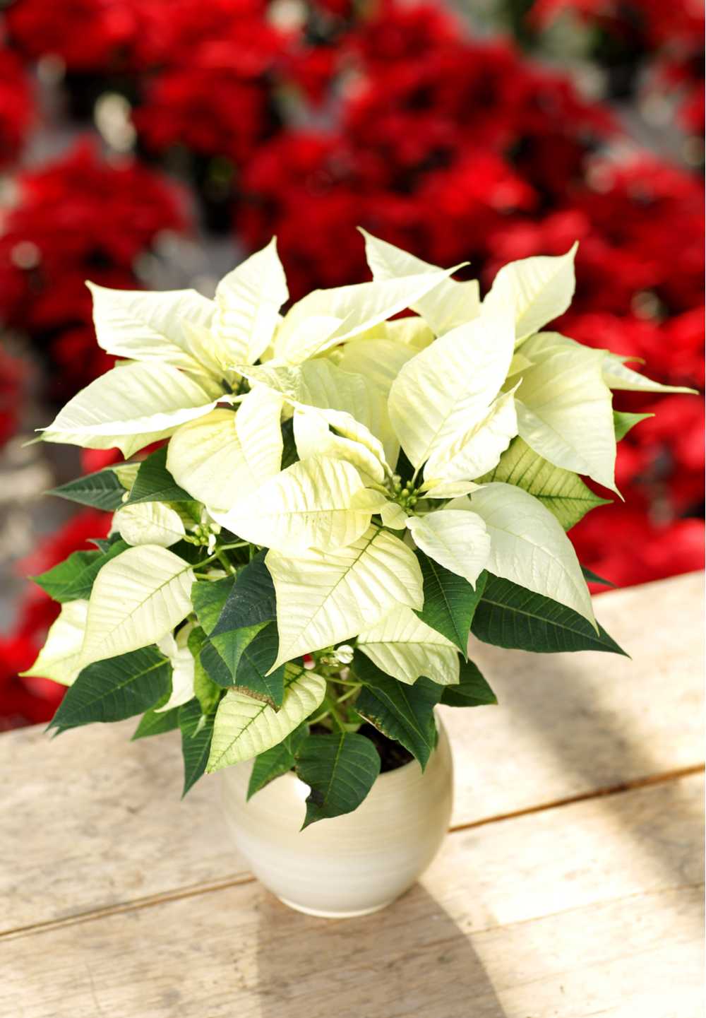 White poinsettia against red poinsettias. A white poinsettia plant on a table above a bunch of red poinsettias, showing that the poinsettia meaning is different for each color.