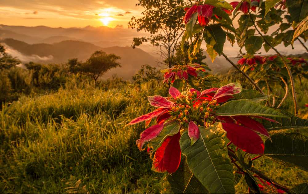 Poinsettia tree in a field at sunset. A large poinsettia shrub in a field in Mexico during sunset, the place of the poinsettia origin.