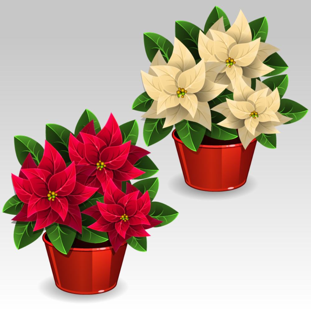 Two clipart pointsettias, on is white and one is red, to show the various poinsettia colors.