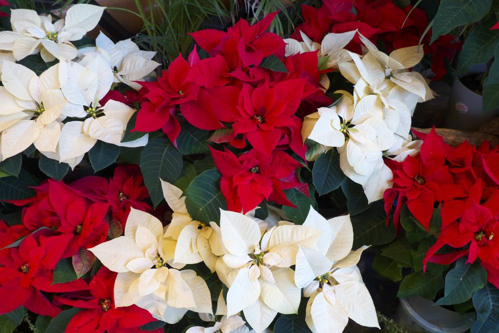 Two poinsettia colors, red and white, in a close up photo for National Poinsettia Day.