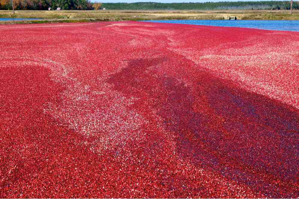 Cranberry bog. A cranberry bog filled with water and cranberries to answer the question "where do cranberries grow?"