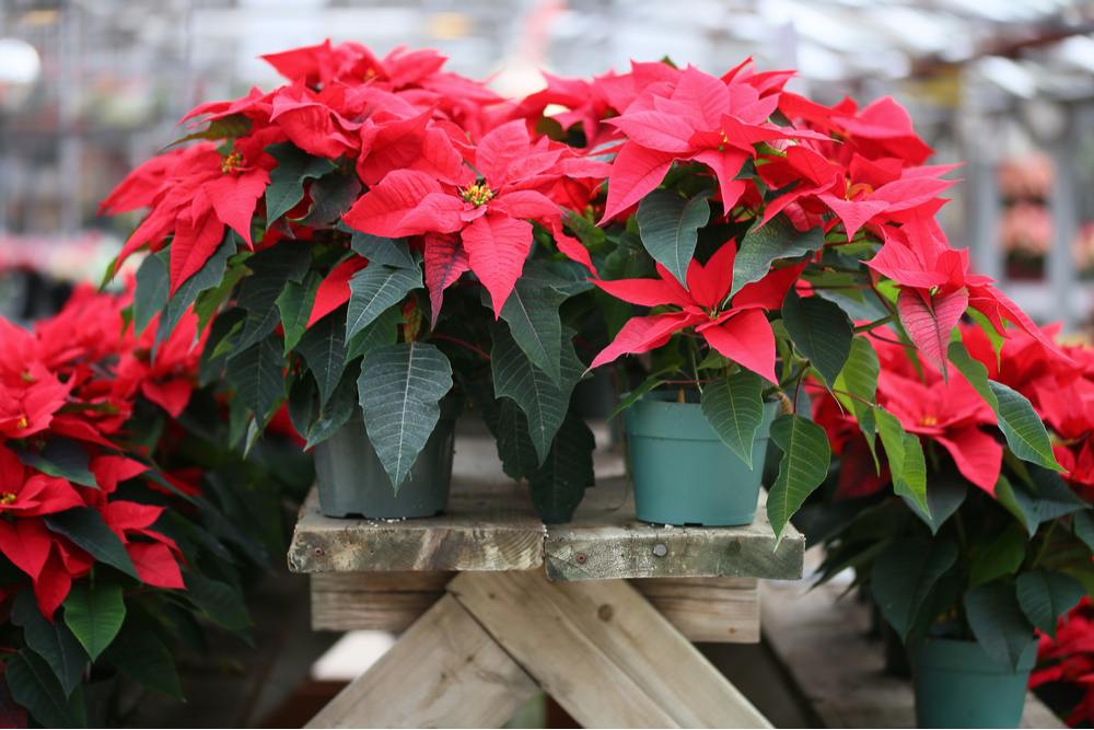 Poinsettias on a picnic table. Several pointsettia plants on a picnic table at Christmas to highlight the question "why are poinsettias so popular at Christmas?".