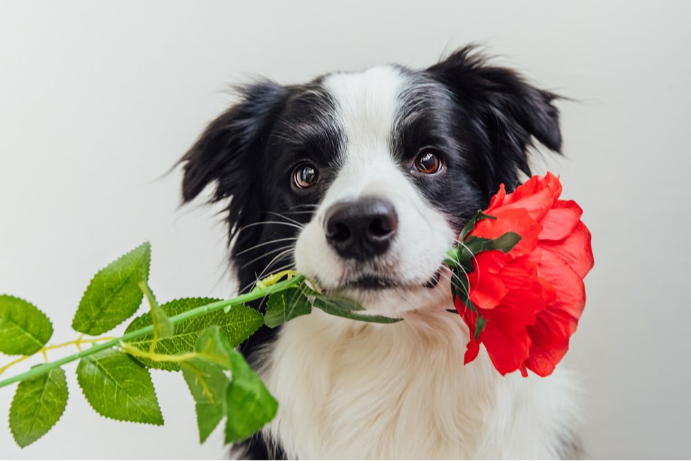 Dog and rose A border collie holding a red rose as a present for Rose Day.