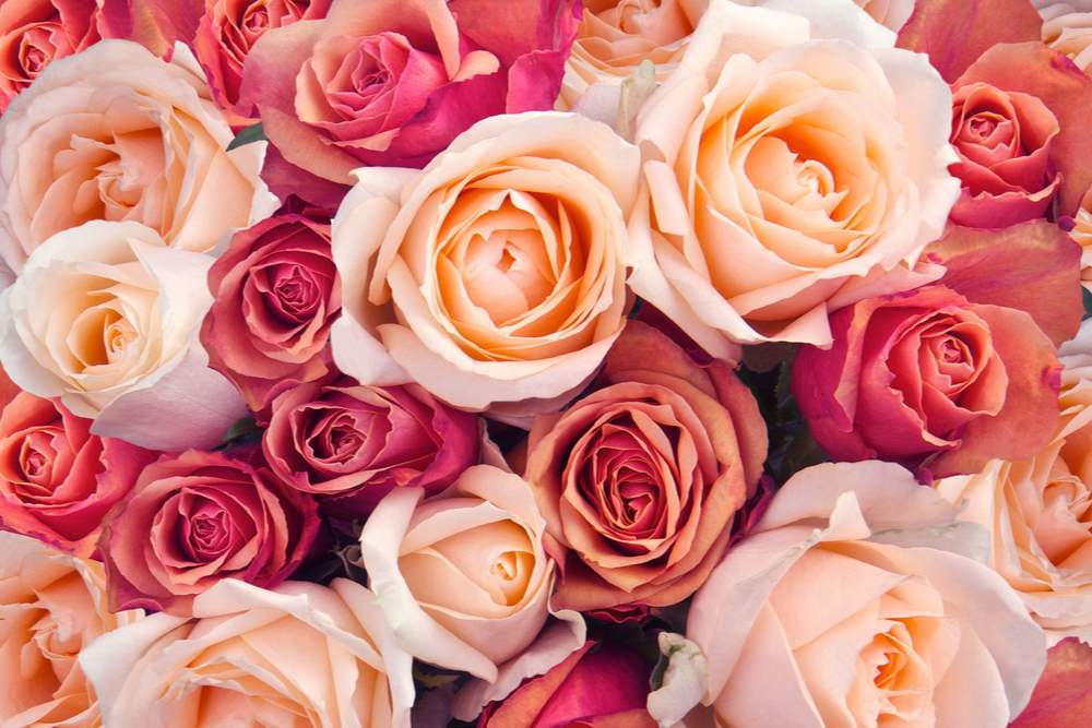 A photo filled entirely with roses of different colors begging the question, how many rose colors are there?