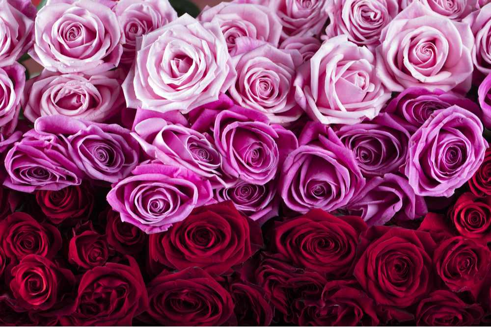 Pink and red roses Roses in different Valentines colors, starting with light pink, moving down to magenta, and then deep red.