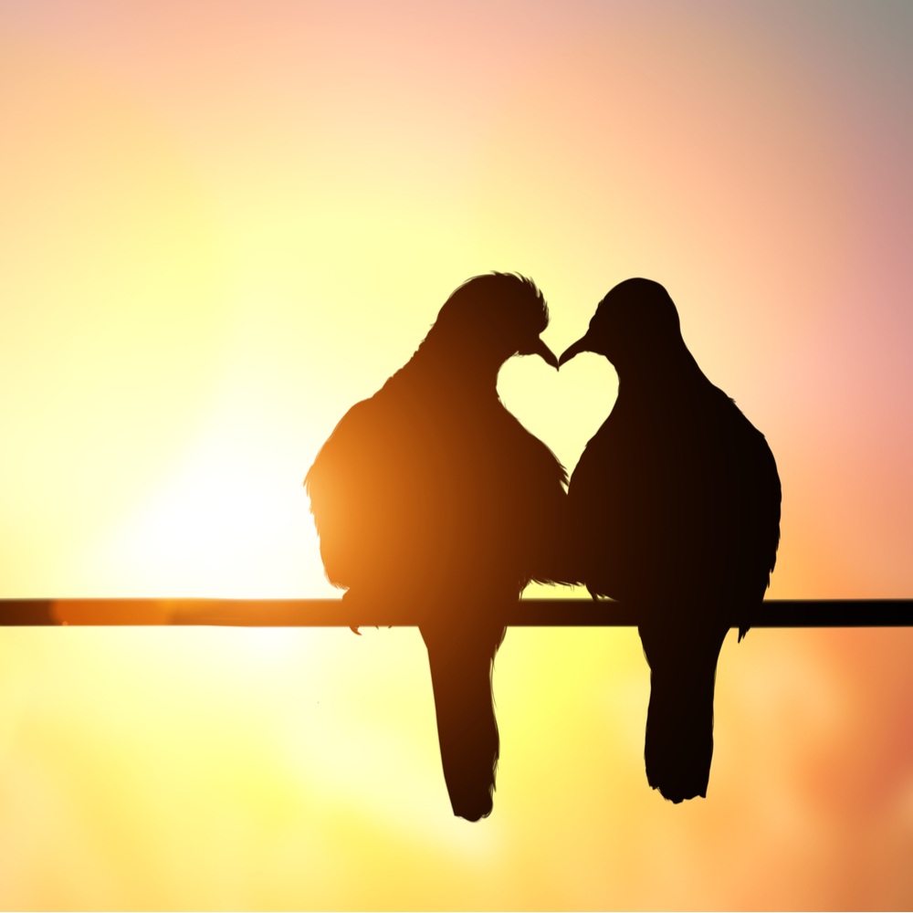 The silhouette of two doves at sunset sitting on a wire with the beaks touching forming a heart in the space between them symbolizing the dove's meaning.