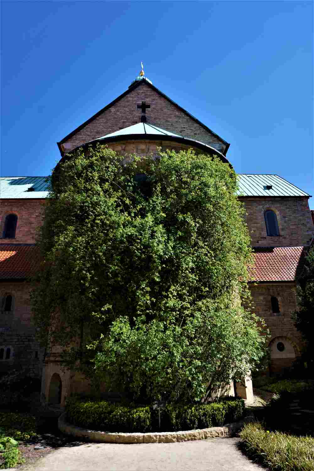 The Hildesheim Cathedral with the rose bush called the thousand year rose growing on the side of it, which is the oldest known rose.