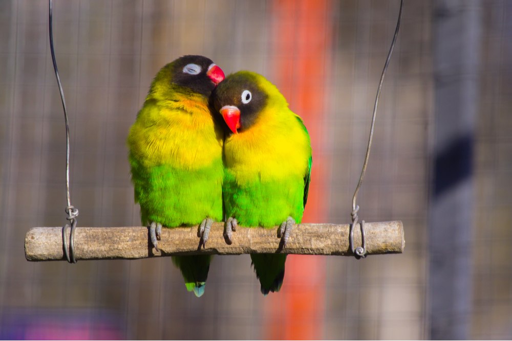 Two lovebirds cuddling next to each other on a branch, both lovebirds have green and yellow bodies with black heads and orange beaks.