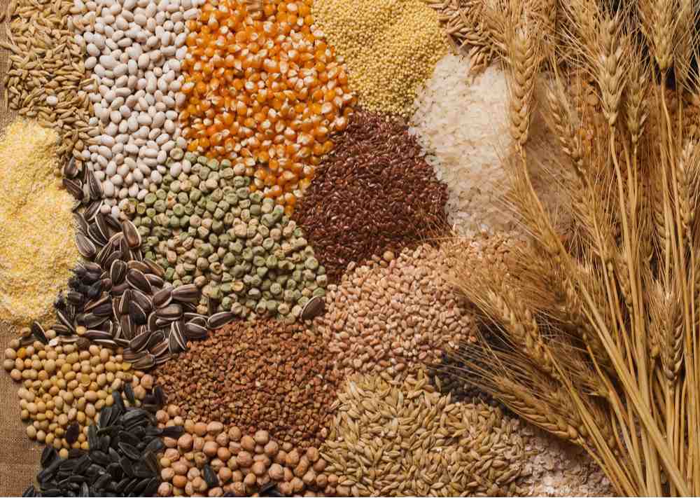 Wheat, grains, legumes, etc, in piles A pile of grains, beans, legumes, barley and lentils sorted into piles, to represent the first task Venus gave Psyche.
