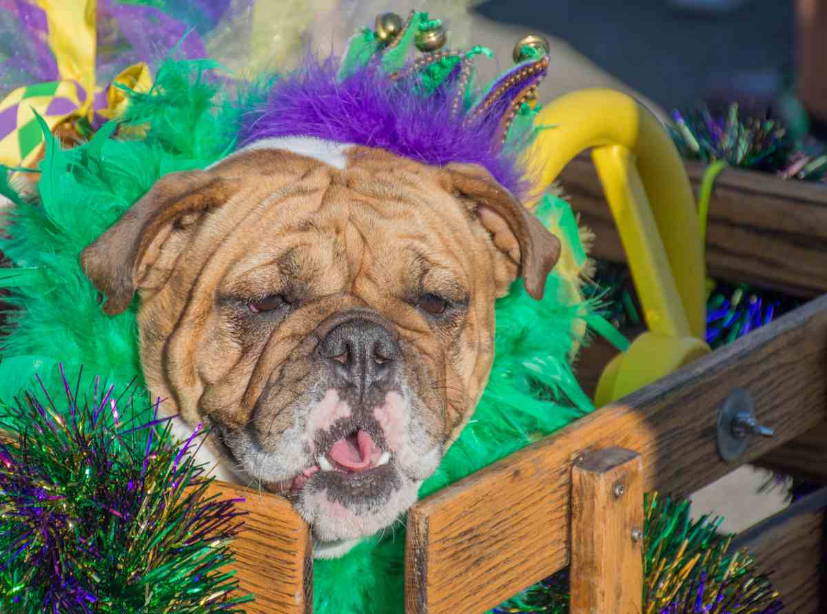 A happy and tired bulldog wearing a Mardi Gras dog costume while riding in a wooden wagon during the Mardi Gras parade put on by the krewe of Barkus.