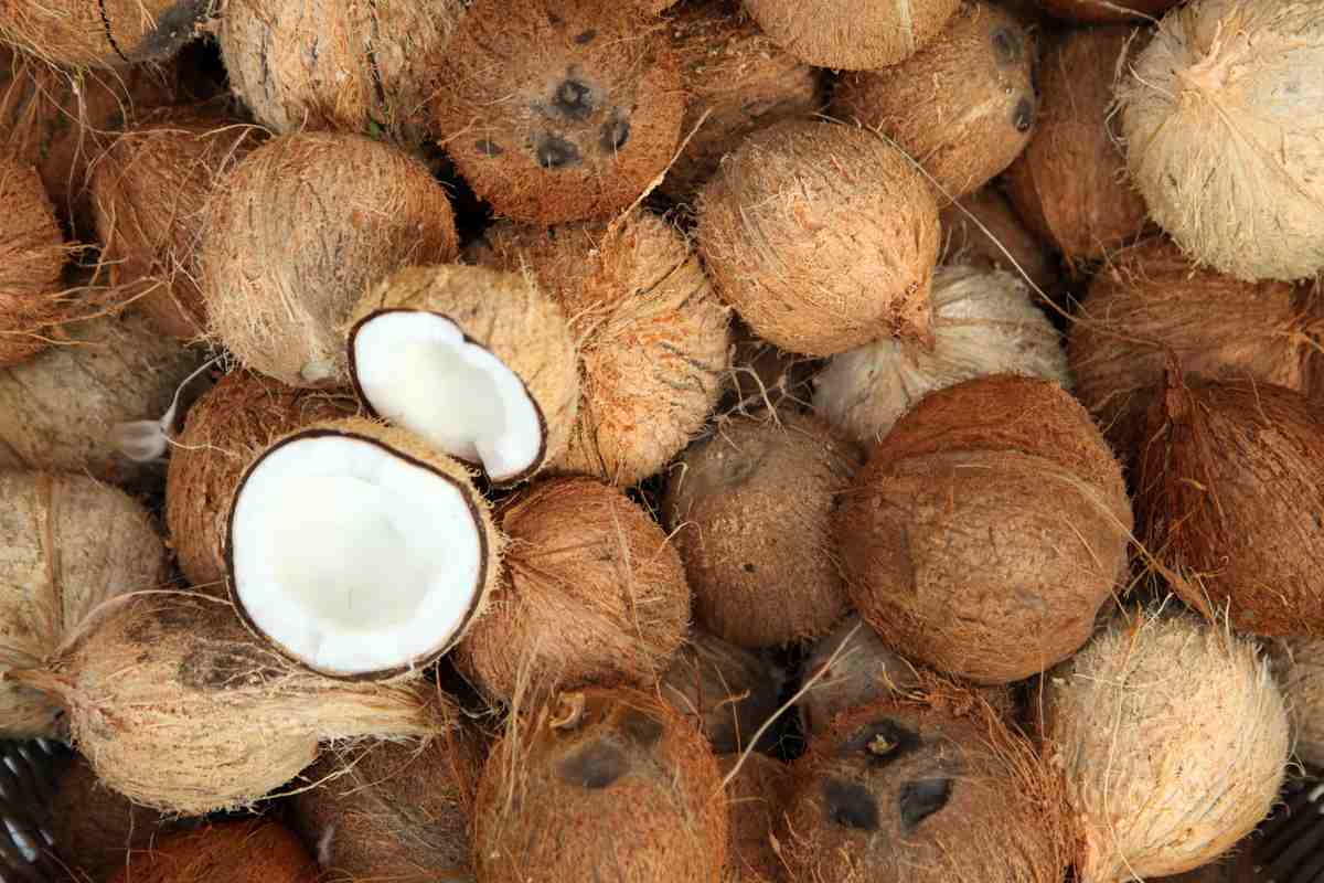 Pile of coconuts A pile of coconuts with coconut coir on them, and a coconut on top is split in half revealing white coconut meat.