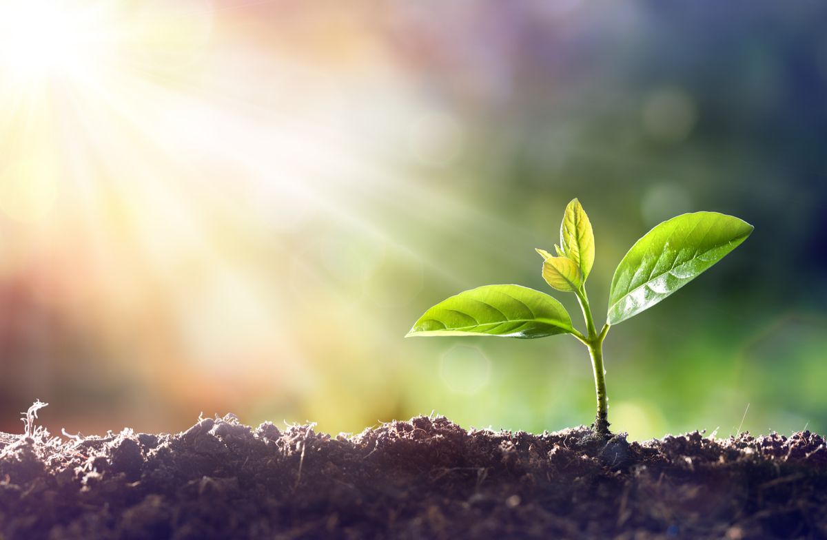 Small plant in soil Small plant growing out of fertile soil reaching towards the sun.