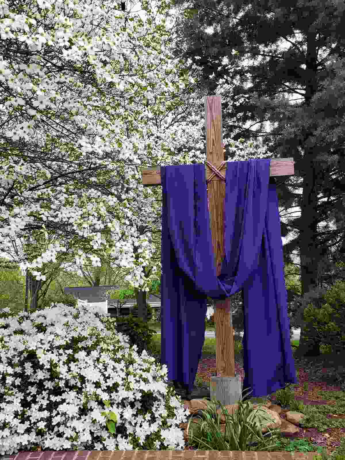 Lenten dogwood cross A dogwood cross with a purple lenten sash standing next to a field of dogwood trees.