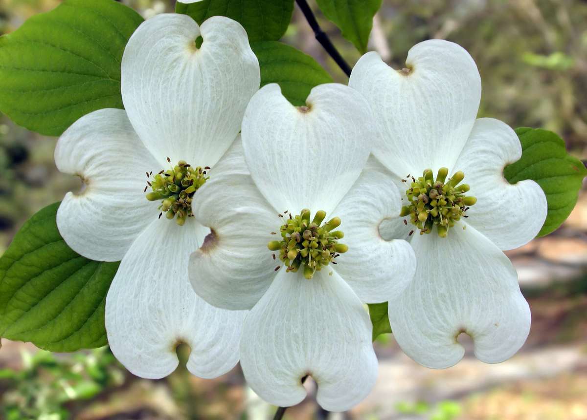 Three white dogwood flowers Three white dogwood flowers up close showing their cross like shape, which informs the dogwood flower meaning.