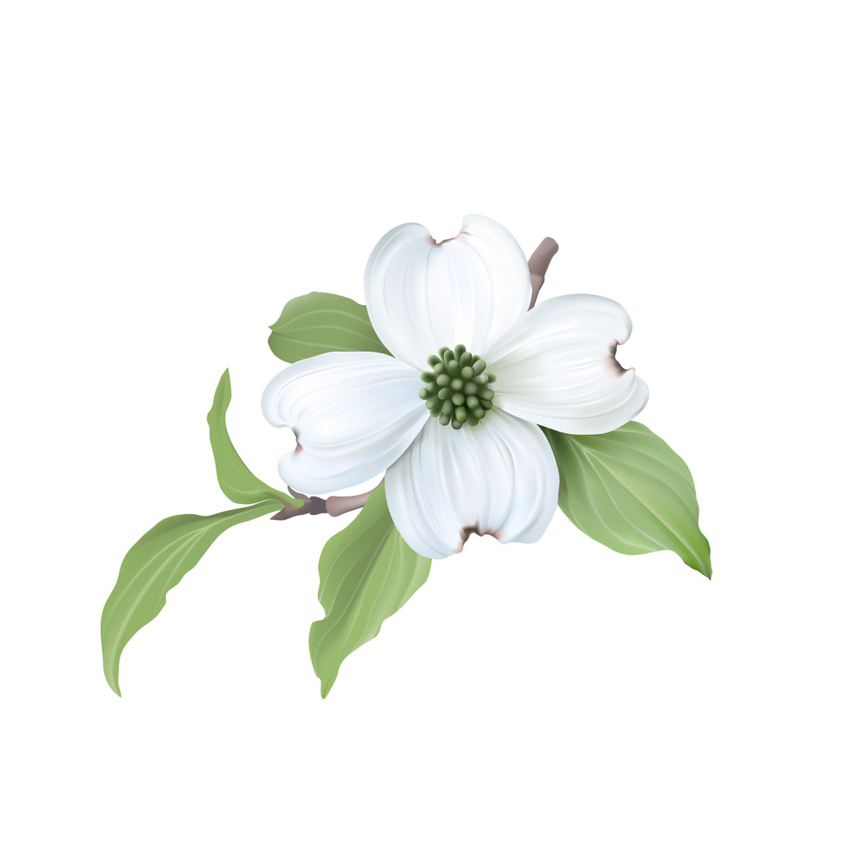 Dogwood flower illustration A single drawn dogwood flower and leaves against a white background.