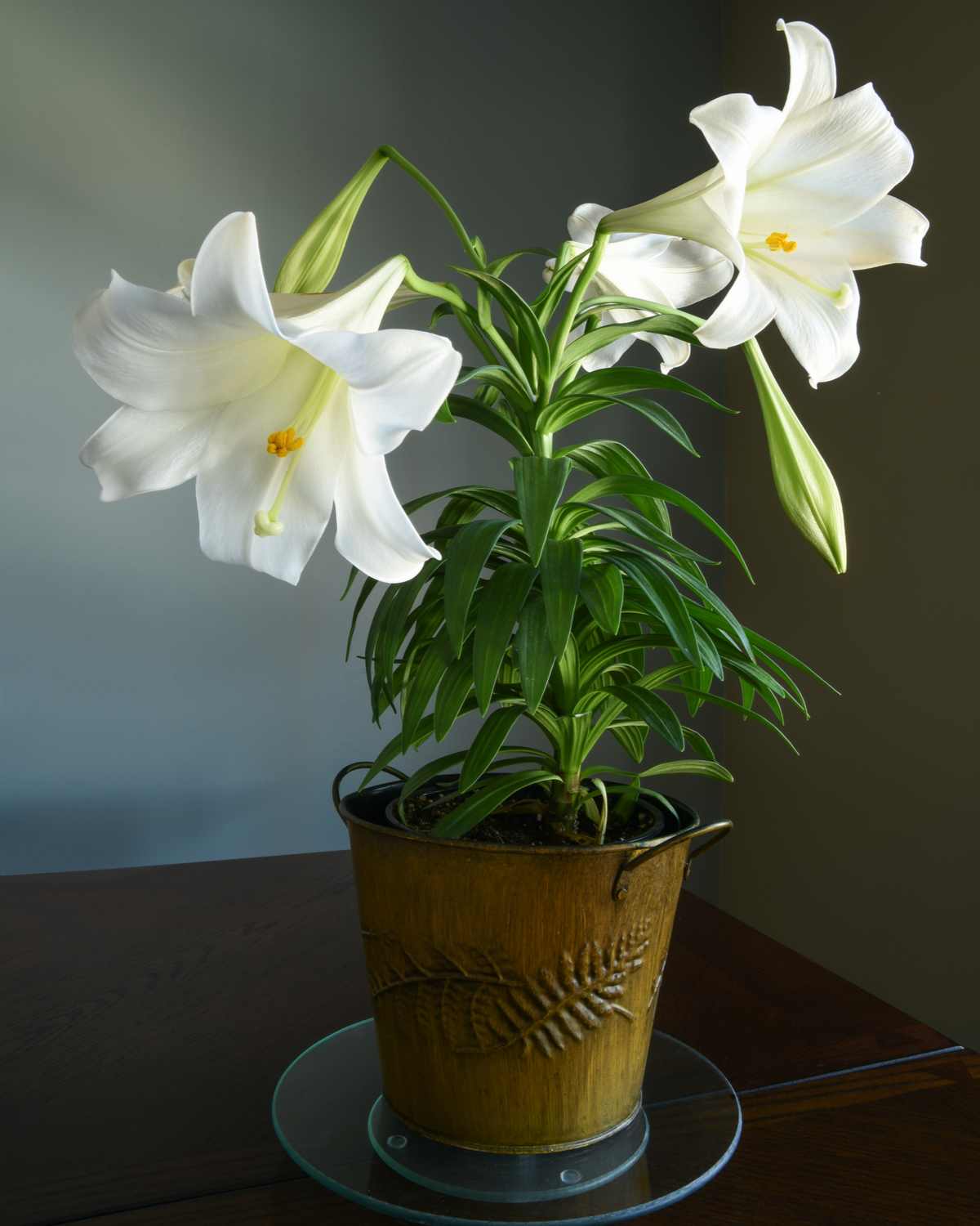 A white easter lily in a brown pot on a glass saucer on top of a table, to display the most common of the Easter lily colors: white.