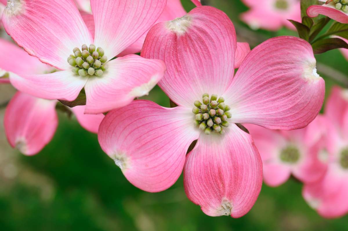 Pink dogwood flowers Pink dogwood flowers from a variety of dogwood tree that ranges from white flowers to deep pink flowers.